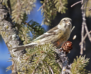 White winged Crossbill 5551